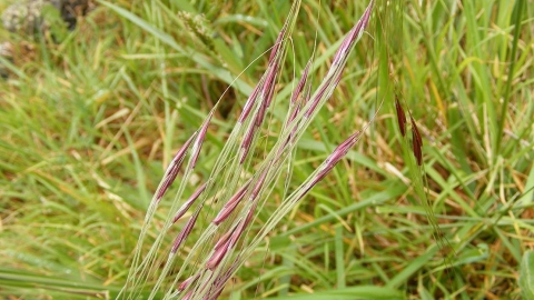 Chilean needle grass